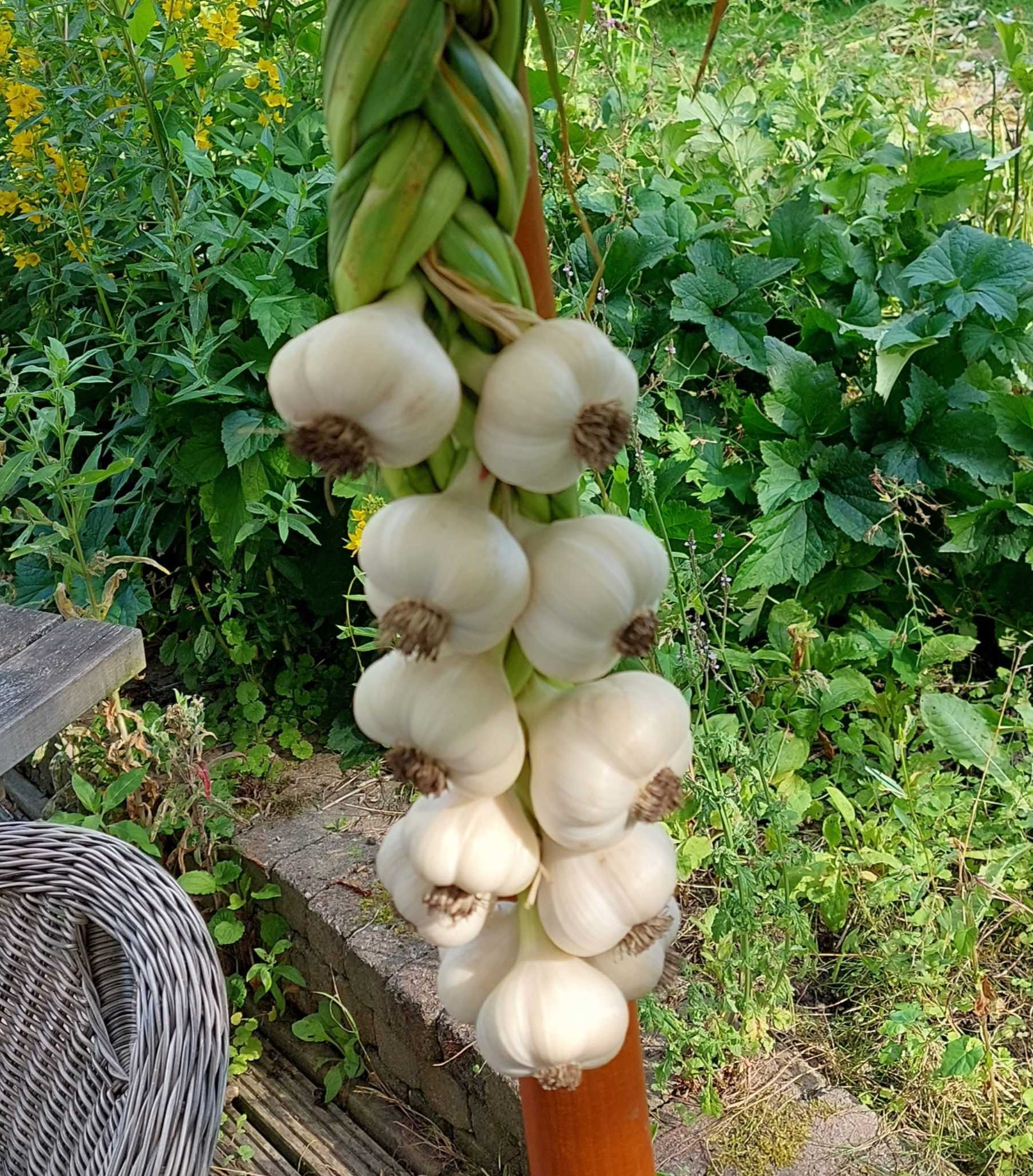 Knoflook         
